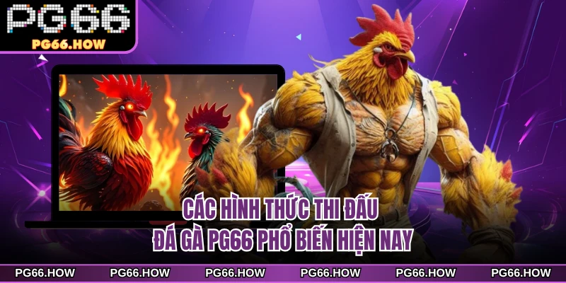 Các hình thức thi đấu đá gà PG66 phổ biến hiện nay